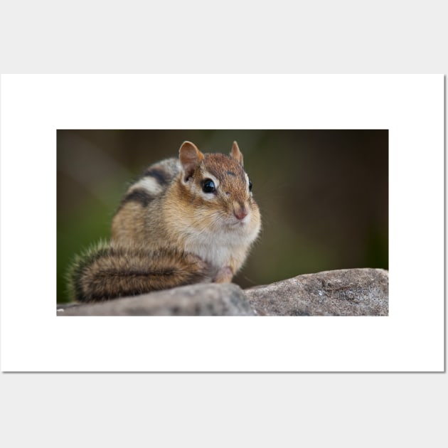 Chipmunk Wall Art by jaydee1400